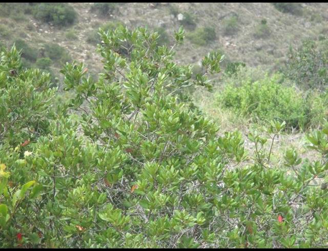 LAND FOR SALE IN MOSSEL BAY EXT 26